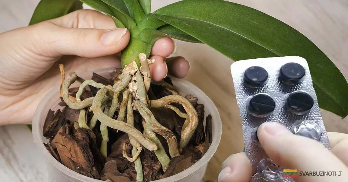 Orchidea ma naziemne korzenie? To sekret jej obfitejszego kwitnienia