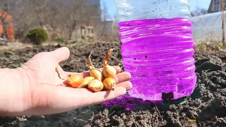 Soda oczyszczona magicznie odmieni Twoje cebule: Duże i zdrowe bez gnicia