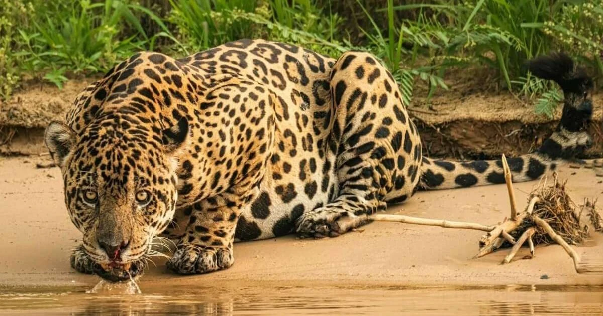 7 kluczowych różnic między lampartem a jaguarem, które musisz znać