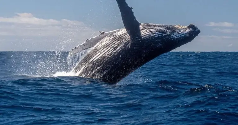 7 zaskakujących faktów o wielorybie gibkoryjbie, które zmienią Twoje postrzeganie oceanu