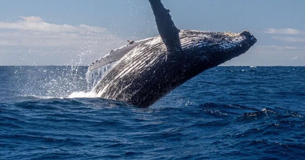 7 zaskakujących faktów o wielorybie gibkoryjbie, które zmienią Twoje postrzeganie oceanu