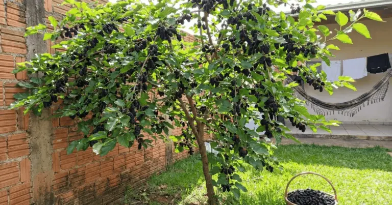 Amorea: Krzew owocowy, który daje ogromne plony i świetnie rośnie nawet w donicach!