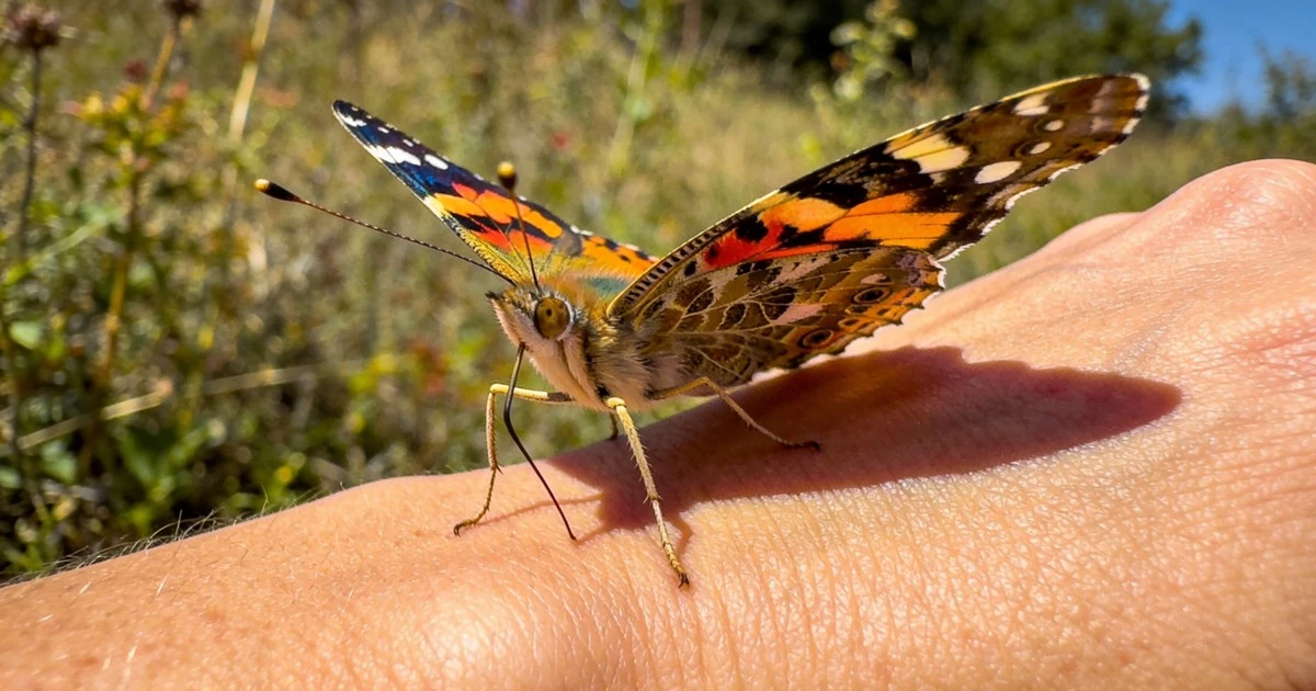 Co mówi ci motyl, gdy usiądzie na dłoni? Nie tylko przypadkowe spotkanie