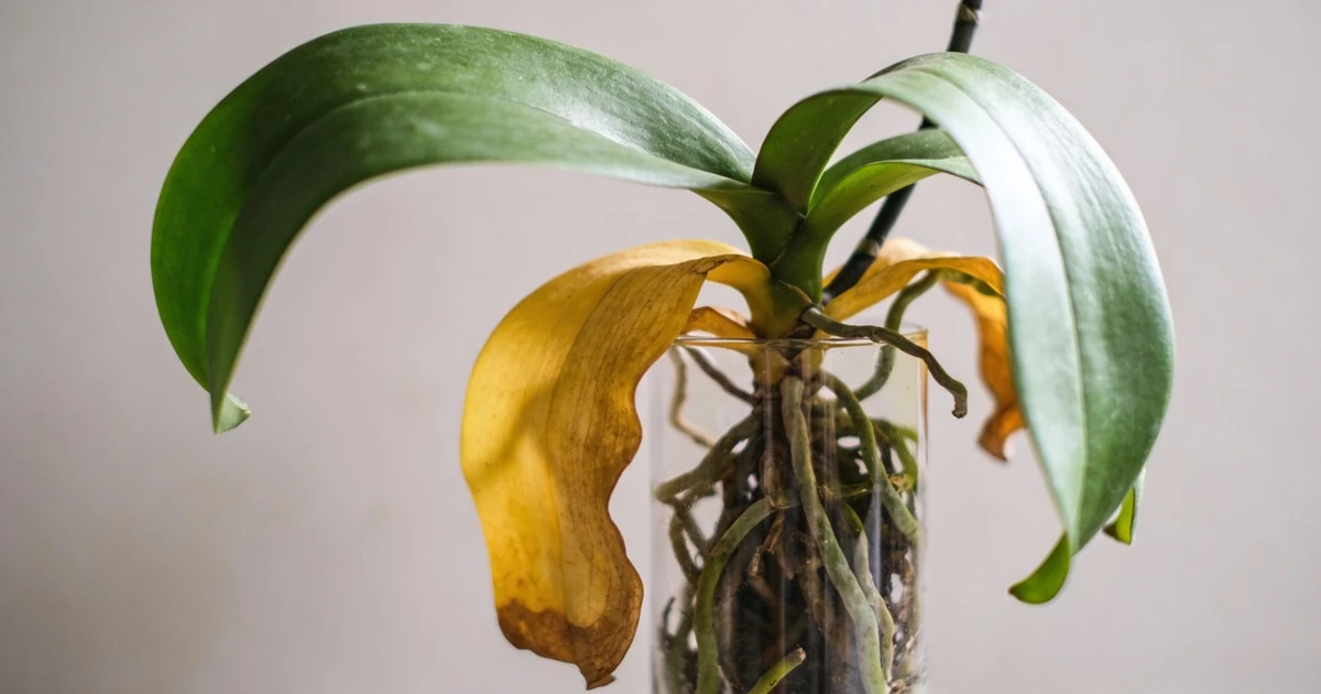 Dlaczego liście twojej orchidei żółkną? Szybkie rozwiązania problemu