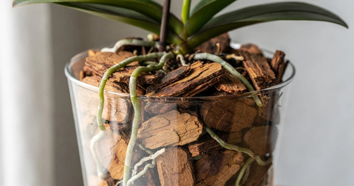 Domowy sposób na kwitnącą orchideę: sekret tkwi w wodzie ryżowej