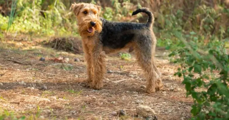 Nie daj się zwieść! Dlaczego welsh terrier to nie jest zwykły piesek salonowy