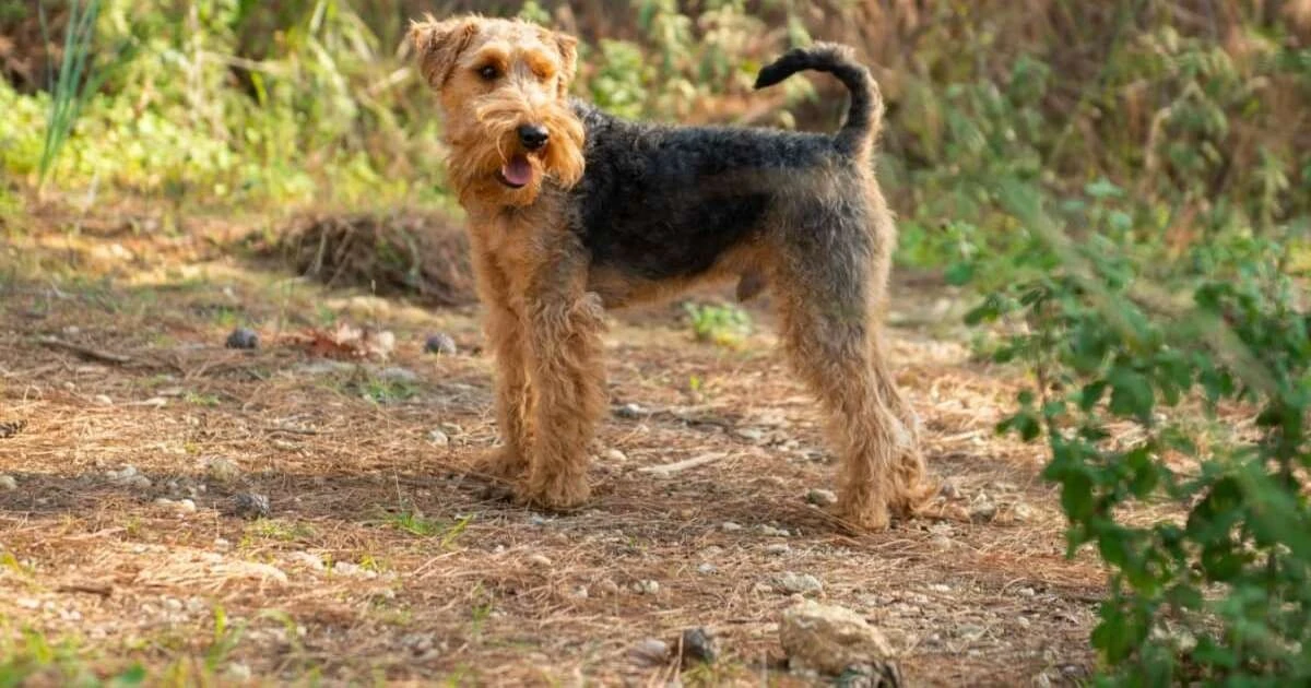 Nie daj się zwieść! Dlaczego welsh terrier to nie jest zwykły piesek salonowy