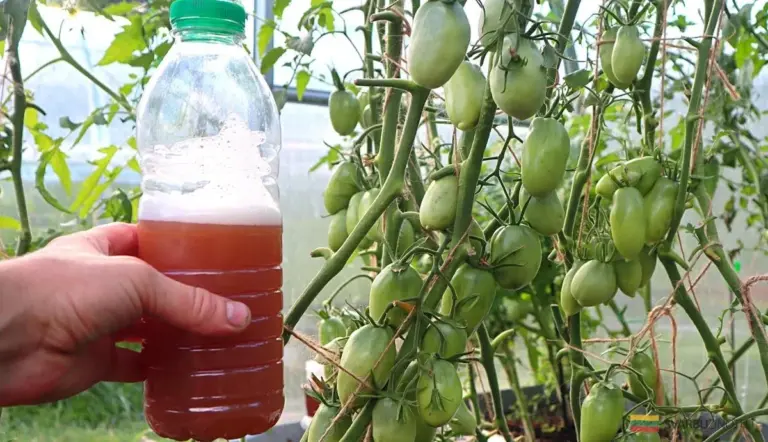 Pomidory oblepione owocami przez całe lato? Ten trik z wodą zdradziła mi sąsiadka