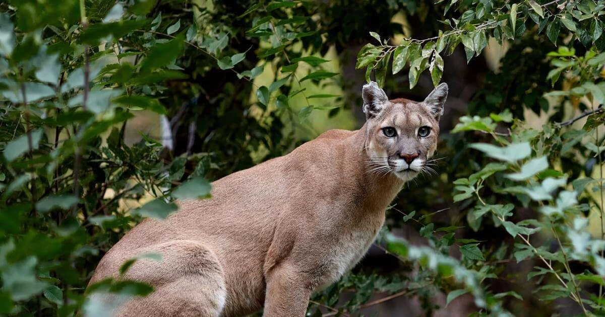 Puma: 10 zaskakujących faktów, o których nie miałeś pojęcia