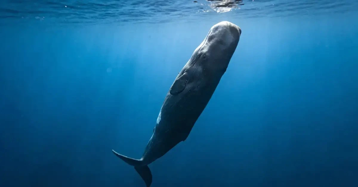 Wieloryb śpi na stojąco w głębinach oceanu. Scena jak z filmu science-fiction.