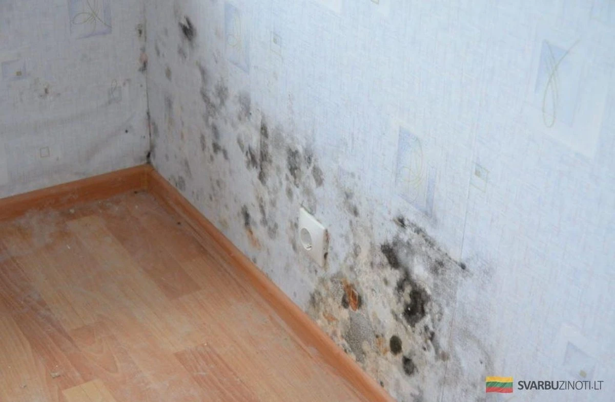 Zapomnij o wilgoci: jak łatwo osuszyć powietrze w słabo wentylowanym pomieszczeniu