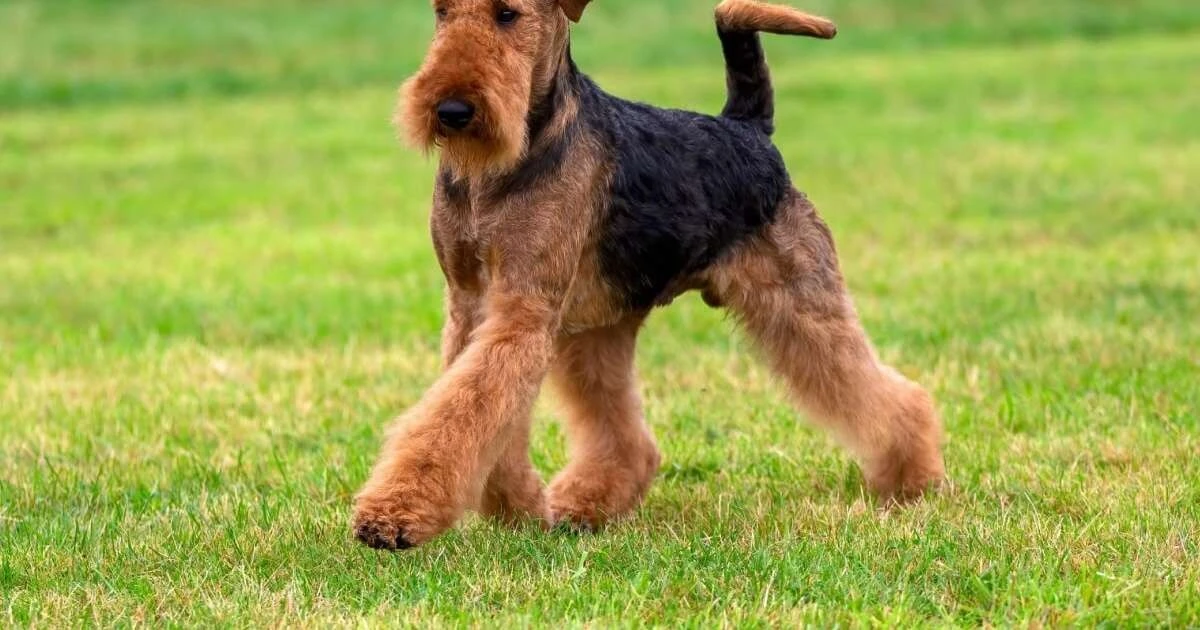 Psy rasy terrier: 7 psów, które nie znają pojęcia „leniuchowanie”